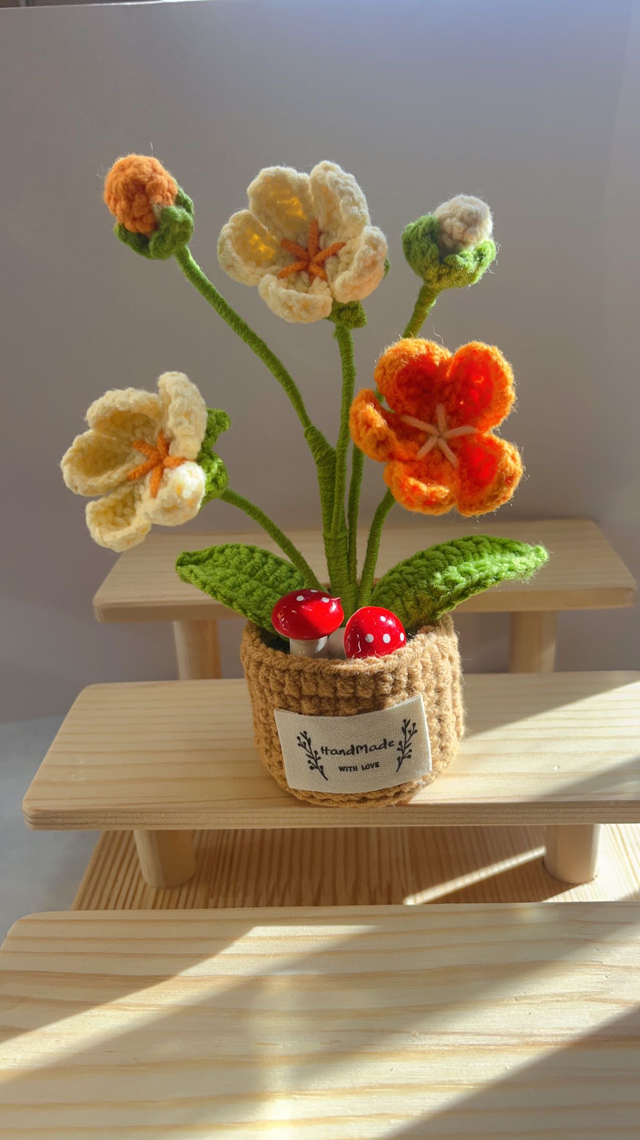 Flowerpot-Androsace Umbellata
