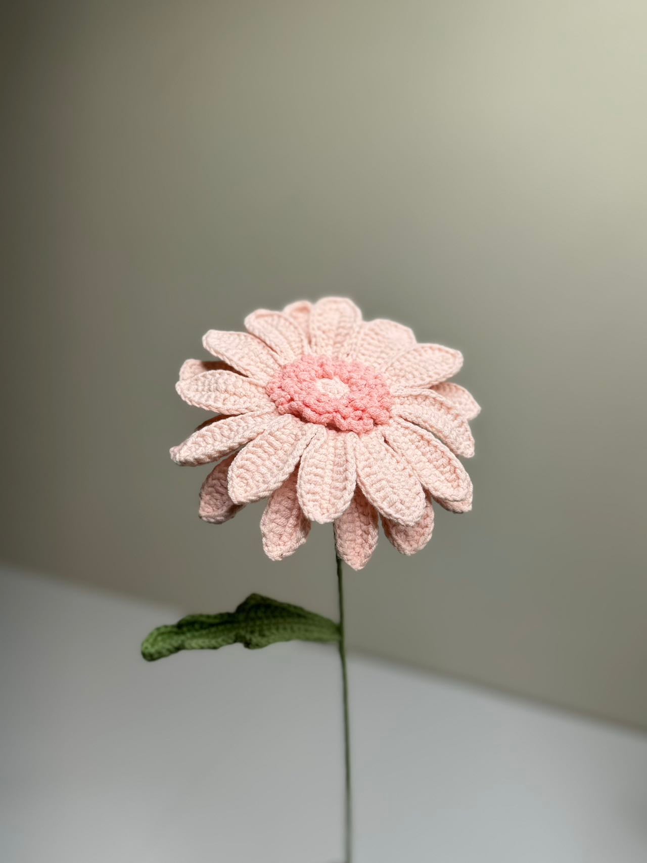 Gerbera