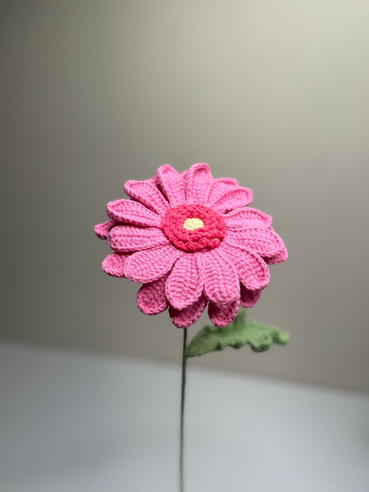 Gerbera