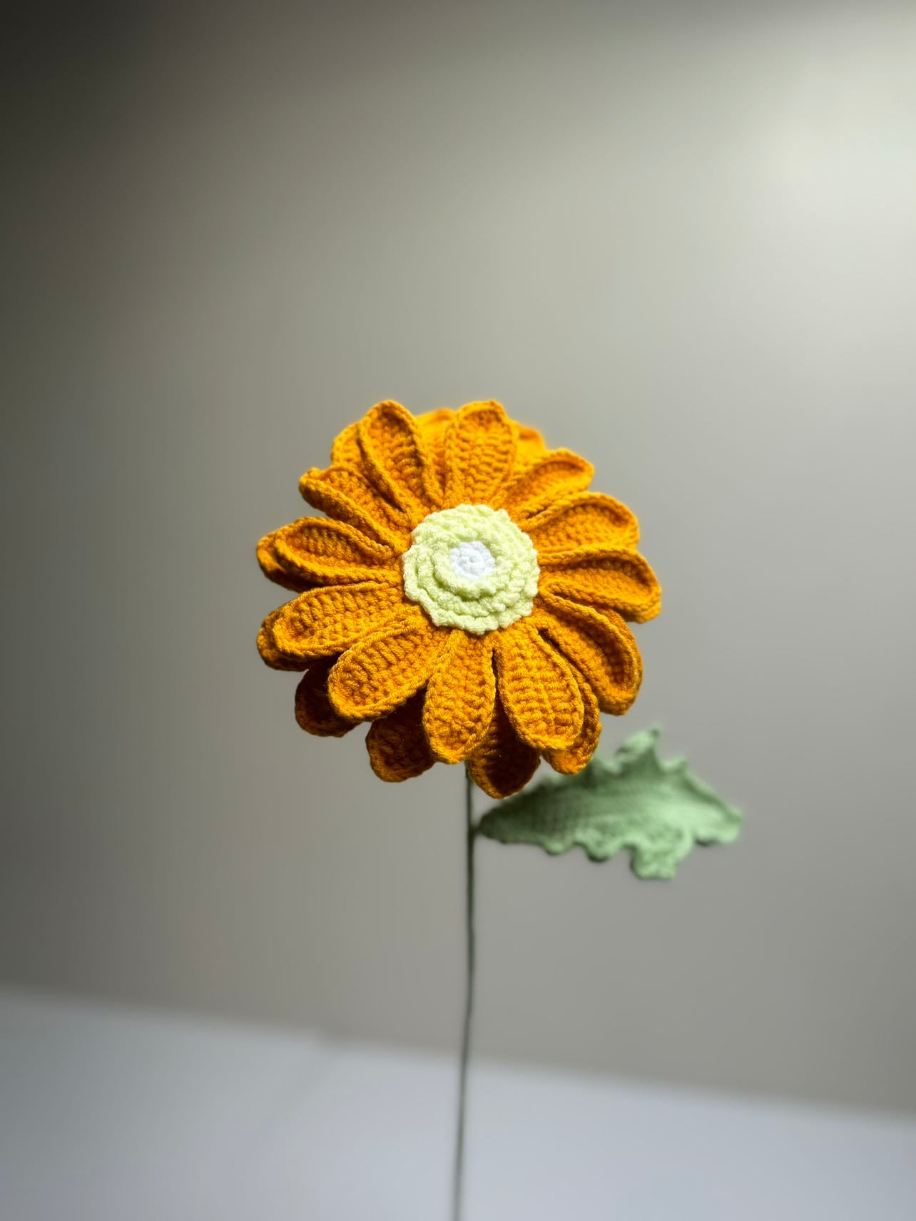 Gerbera